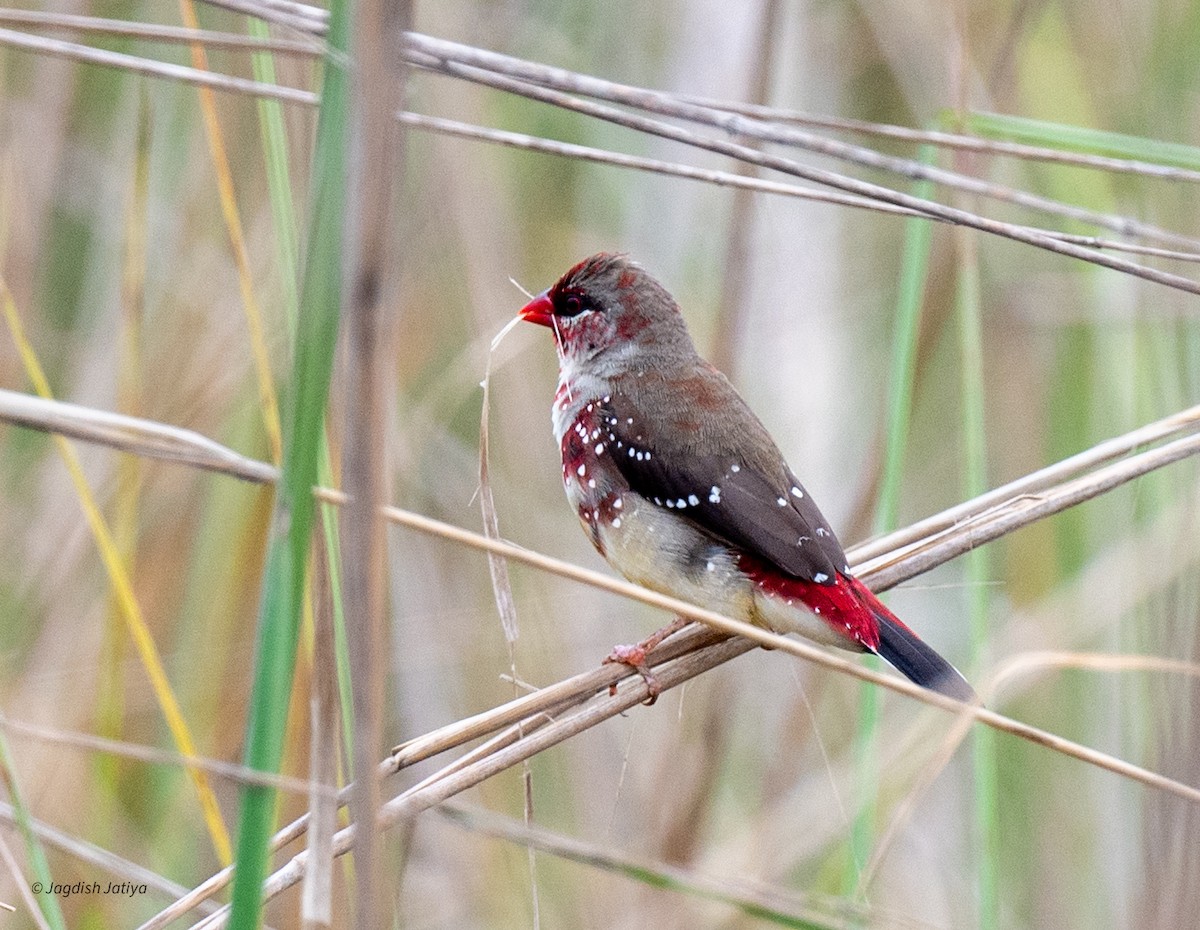 Red Avadavat - ML639143217
