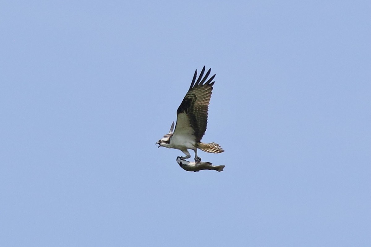 Osprey - ML639143233