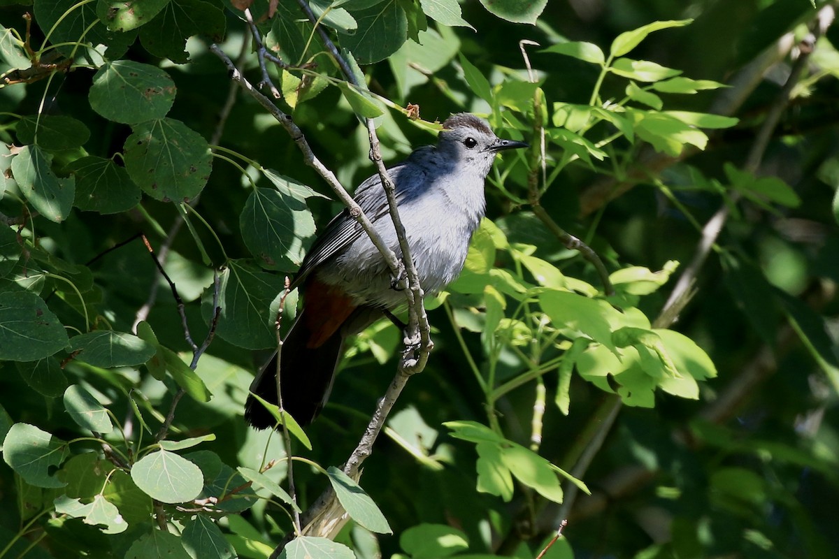 Gray Catbird - ML639143235
