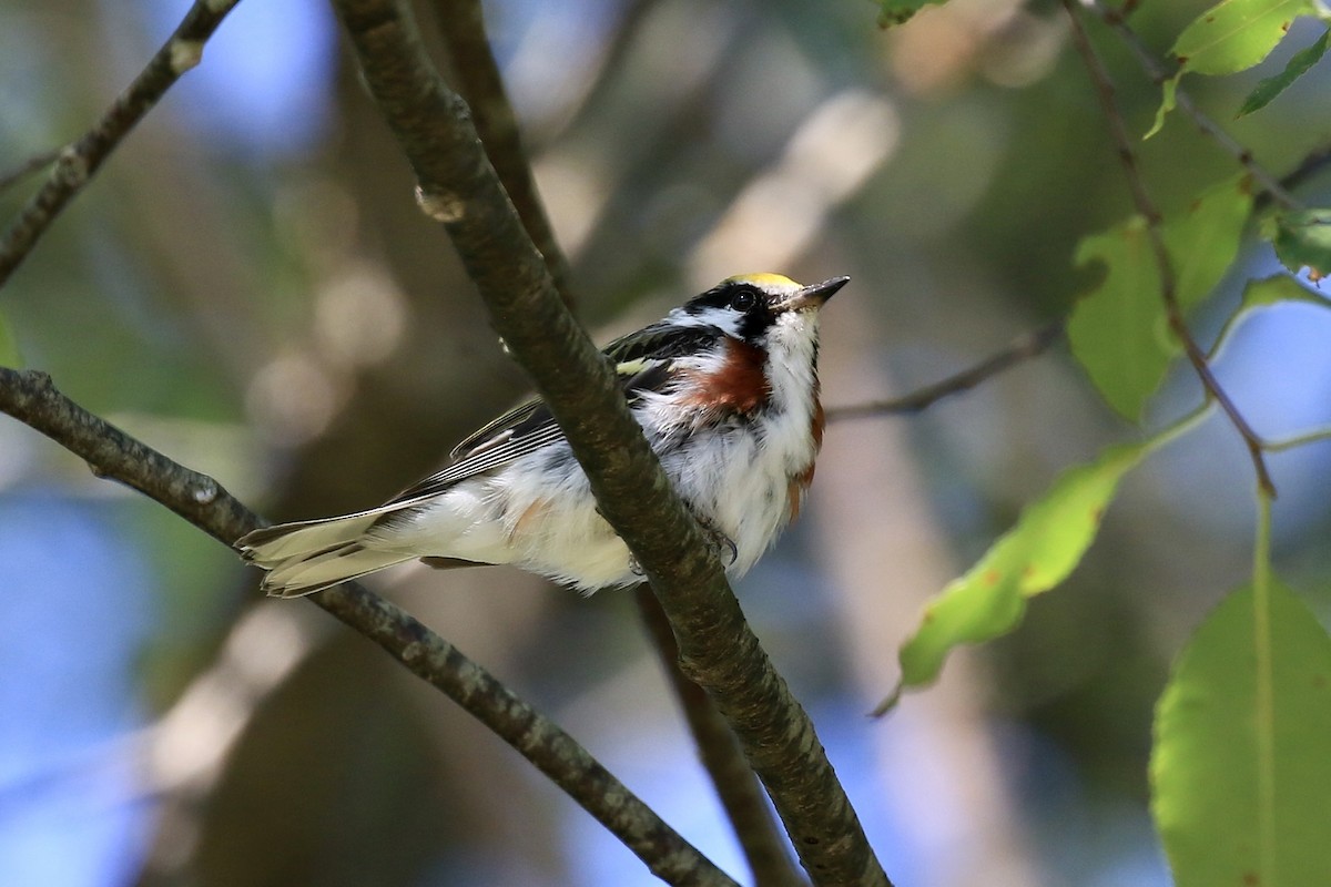Chestnut-sided Warbler - ML639143240