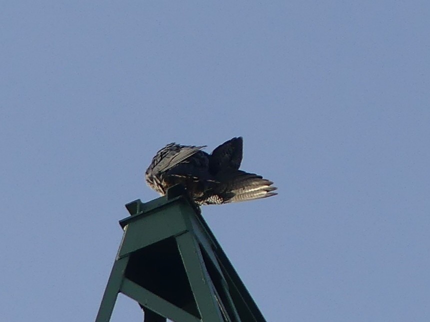 Faucon pèlerin - ML639143243