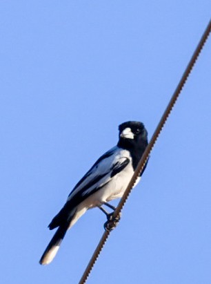 Silver-backed Butcherbird - ML639143441