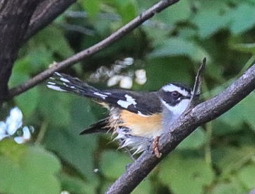 Buff-sided Robin - ML639143448