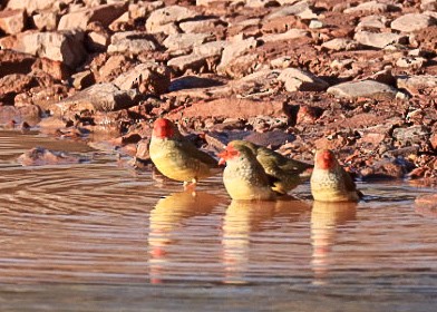 Star Finch - ML639143459