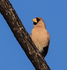 Masked Finch - ML639143466