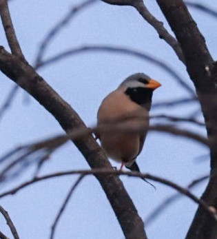 Long-tailed Finch - ML639143467