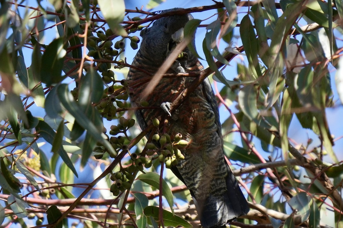 Gang-gang Cockatoo - ML639143503