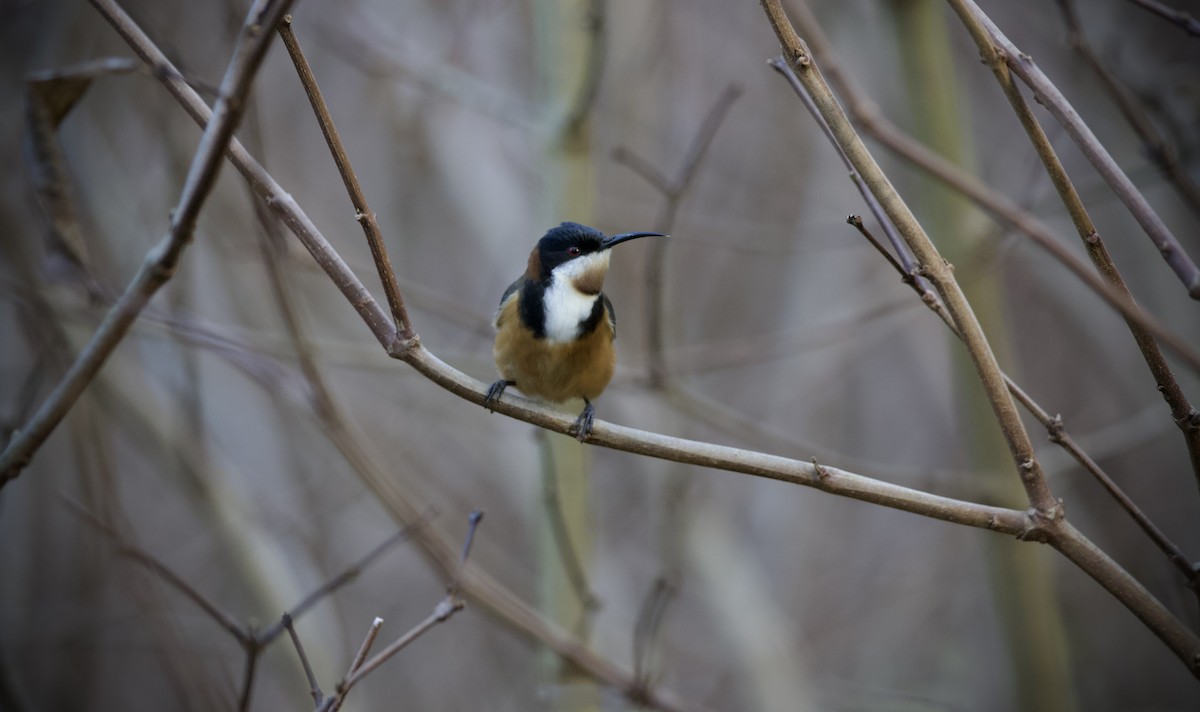 Eastern Spinebill - ML639143571