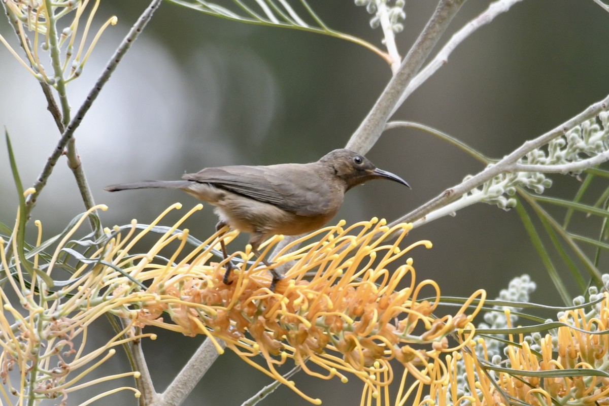 medosavka temná - ML639143921