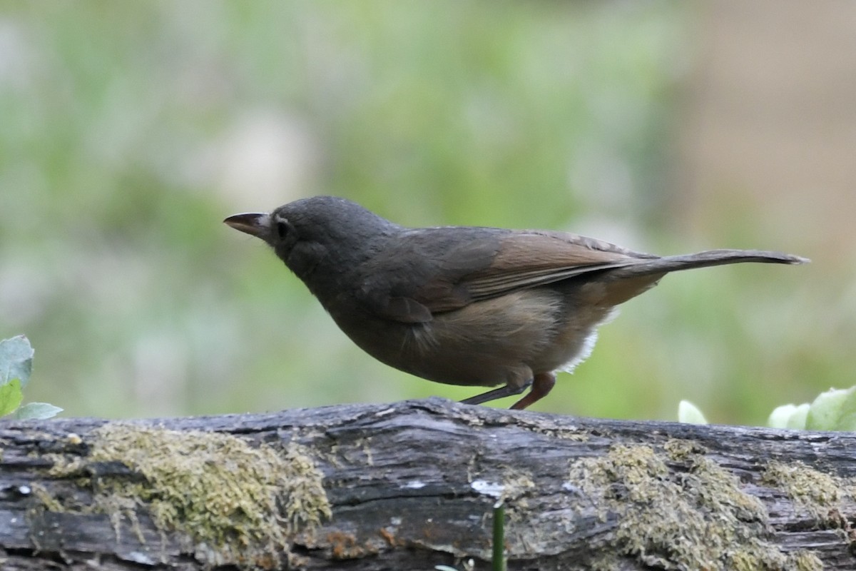 Little Shrikethrush (Rufous) - ML639143947