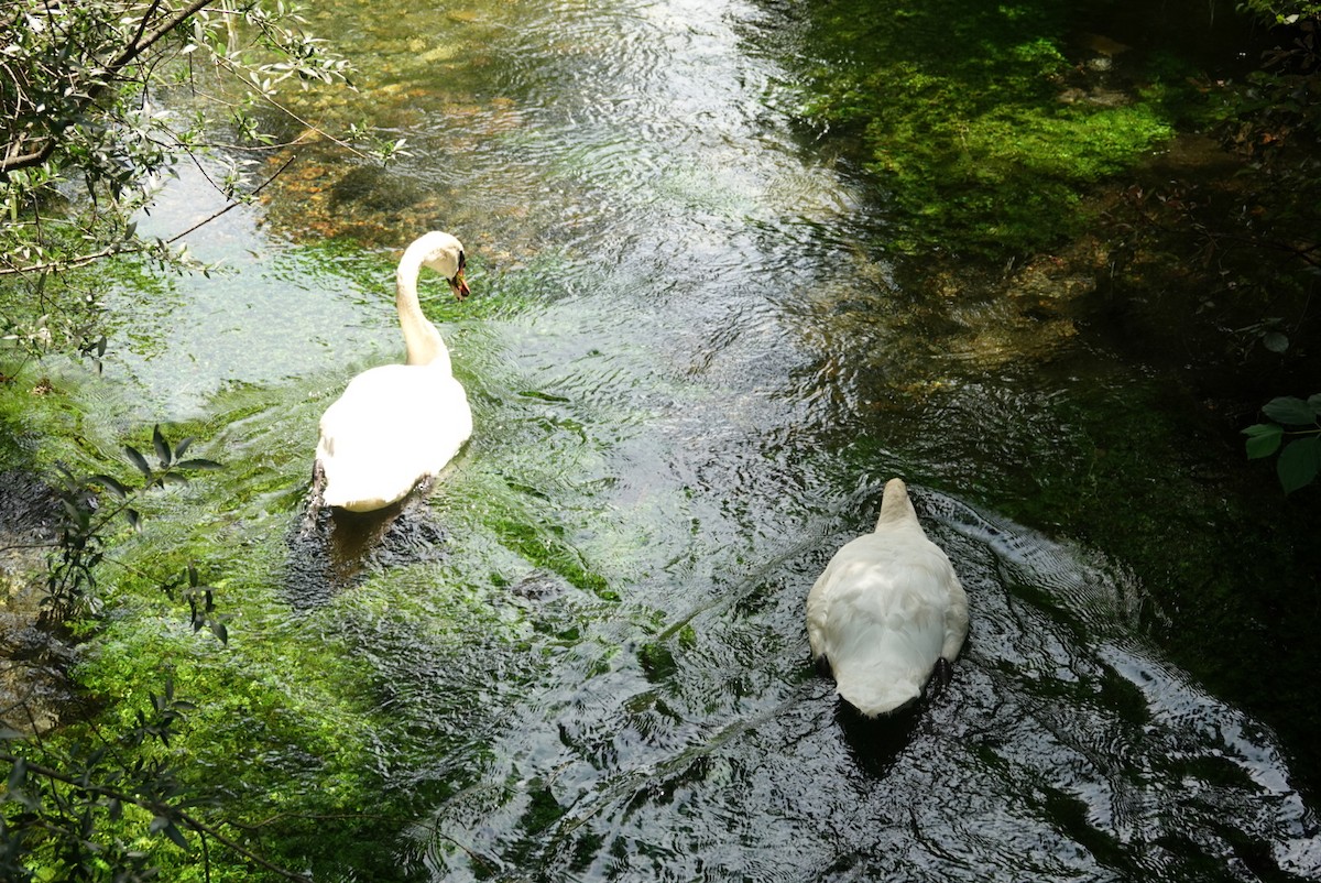 Höckerschwan - ML639144004
