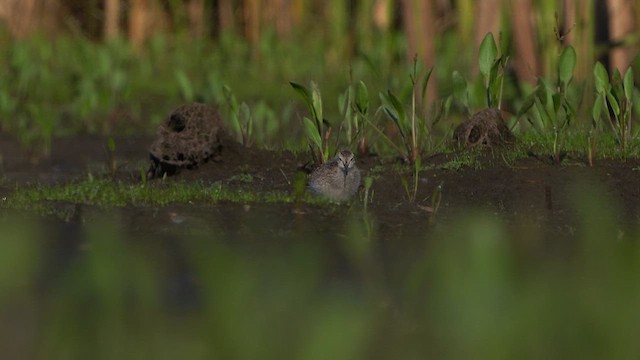 Common Redshank - ML639144200