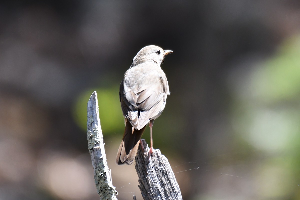 Hermit Thrush - ML639144239