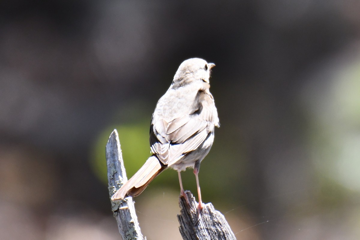 Hermit Thrush - ML639144240