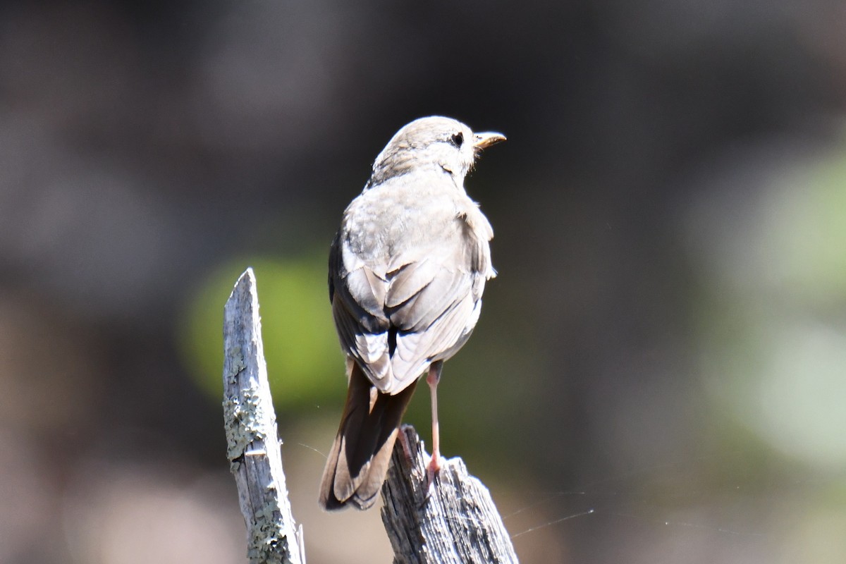Hermit Thrush - ML639144241