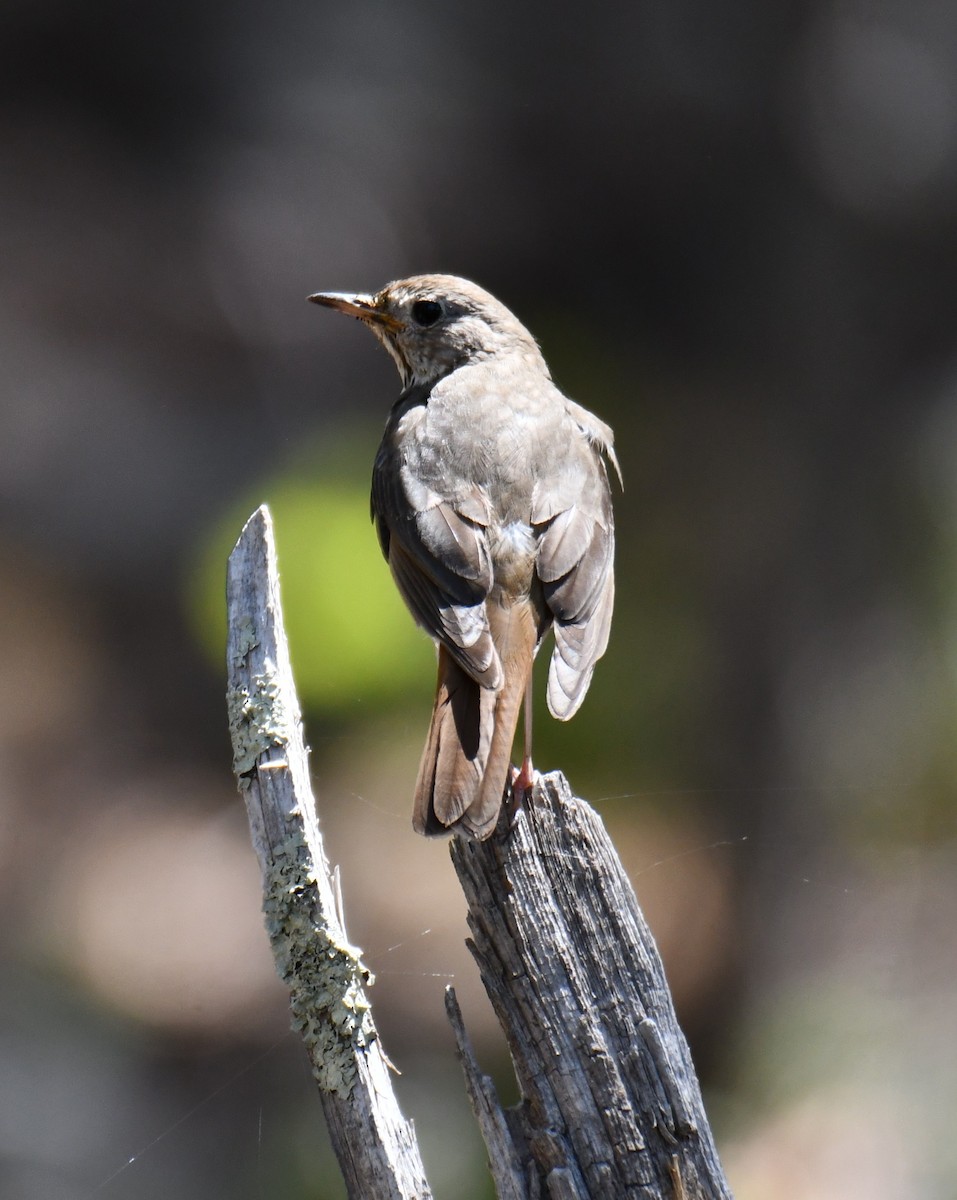 Hermit Thrush - ML639144243