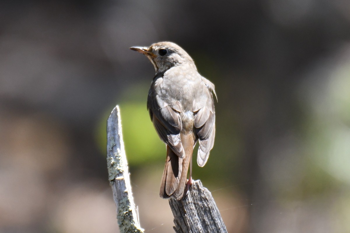 Hermit Thrush - ML639144244