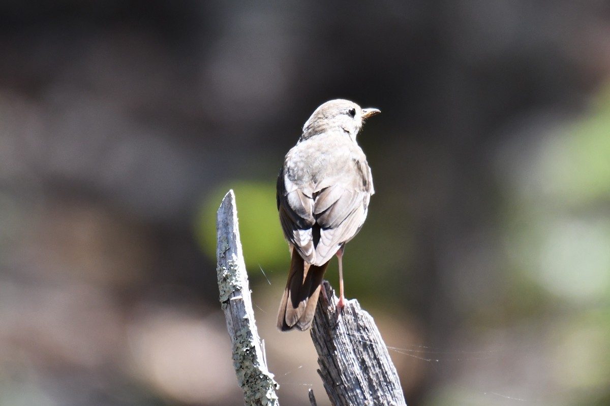 Hermit Thrush - ML639144246