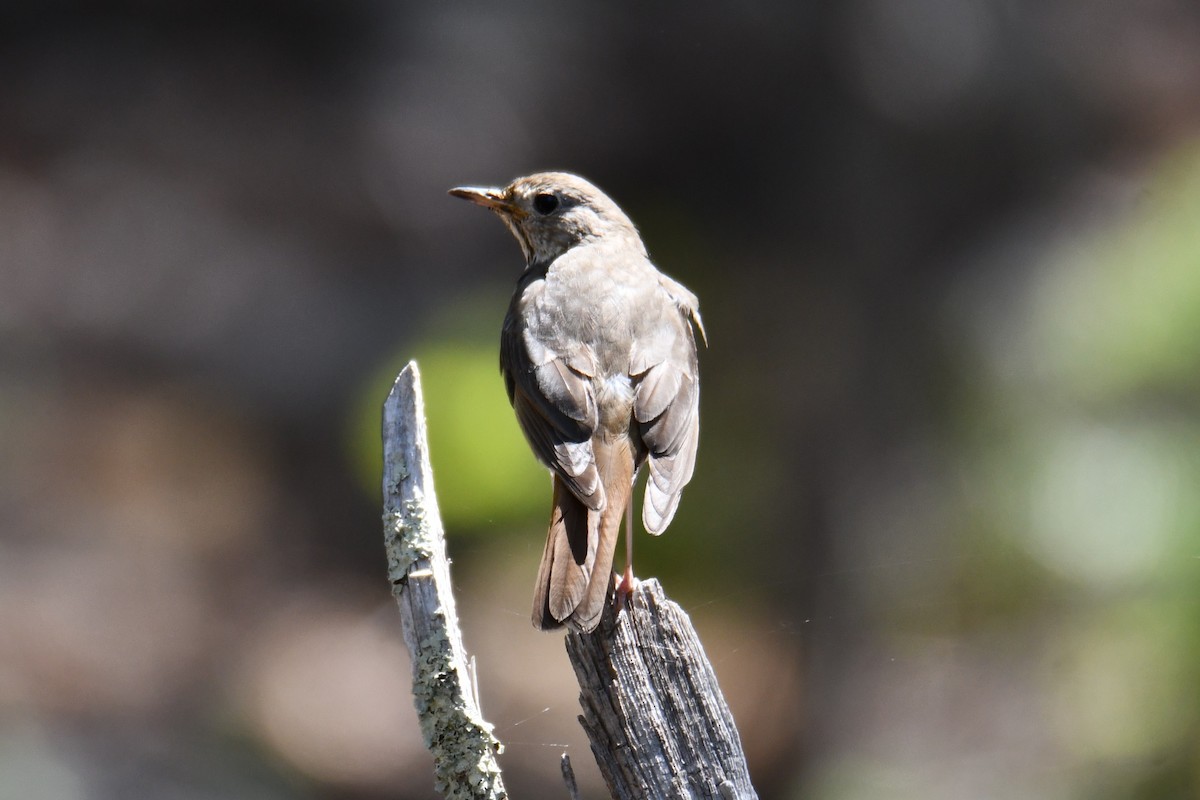 Hermit Thrush - ML639144247