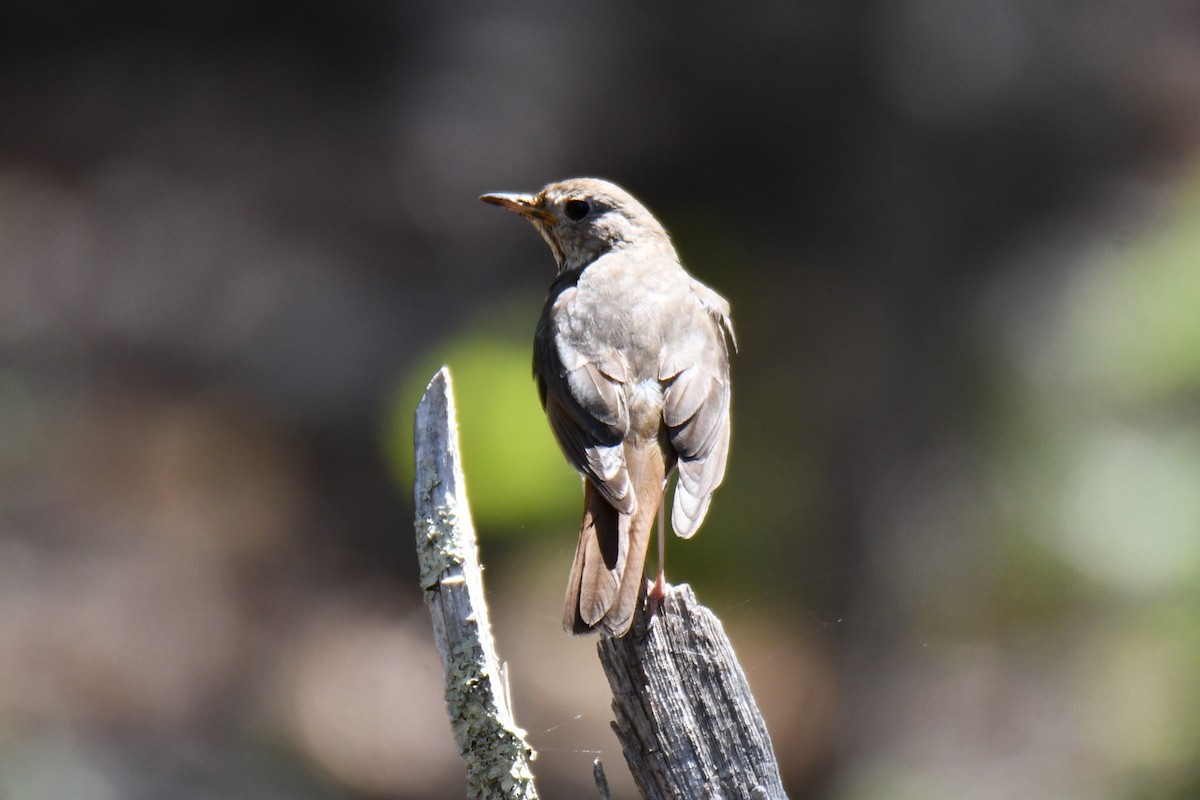Hermit Thrush - ML639144248