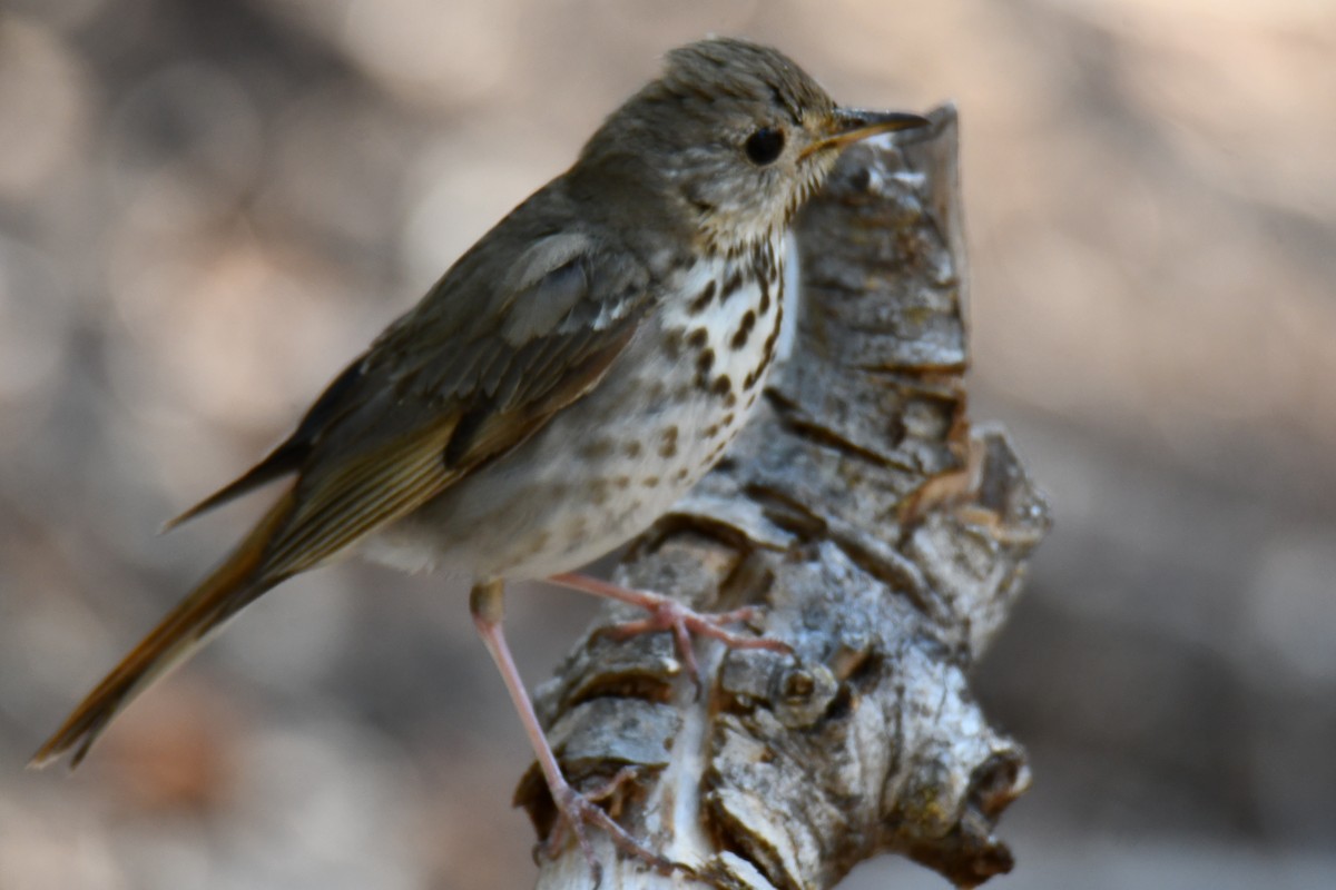Hermit Thrush - ML639144249