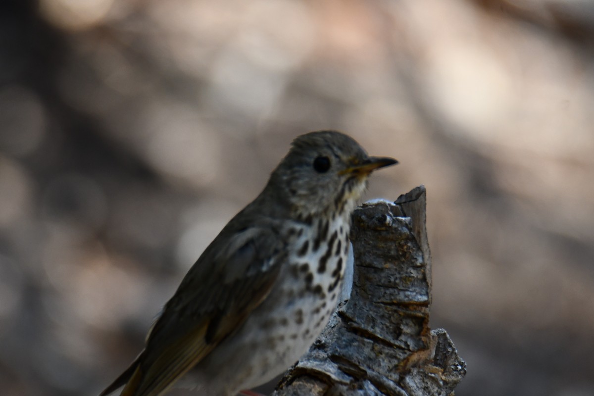 Hermit Thrush - ML639144251
