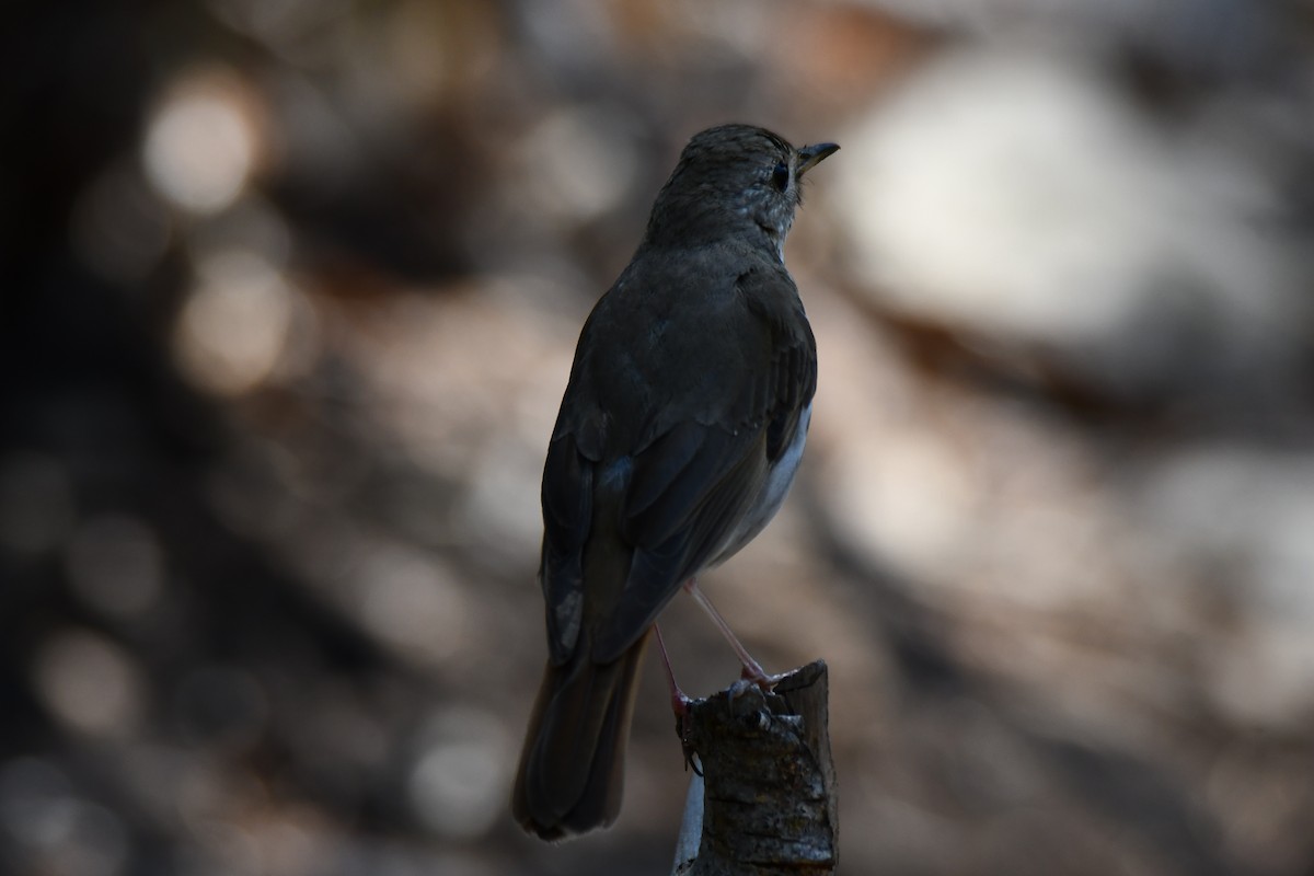 Hermit Thrush - ML639144252
