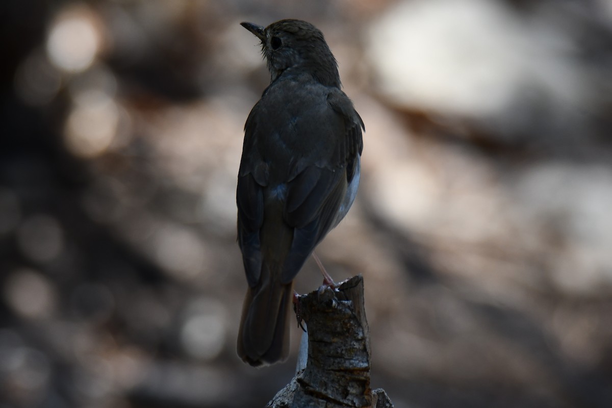 Hermit Thrush - ML639144253