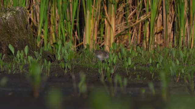 Common Redshank - ML639144262