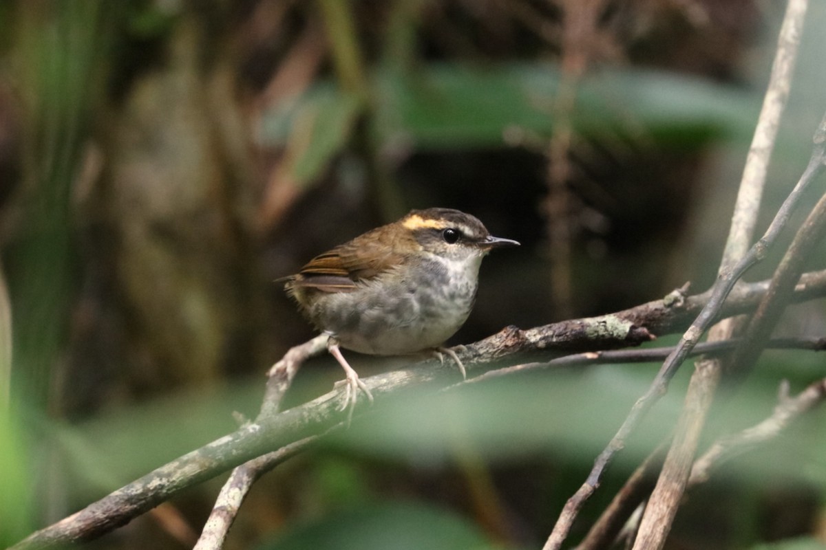 Bornean Stubtail - ML639144280