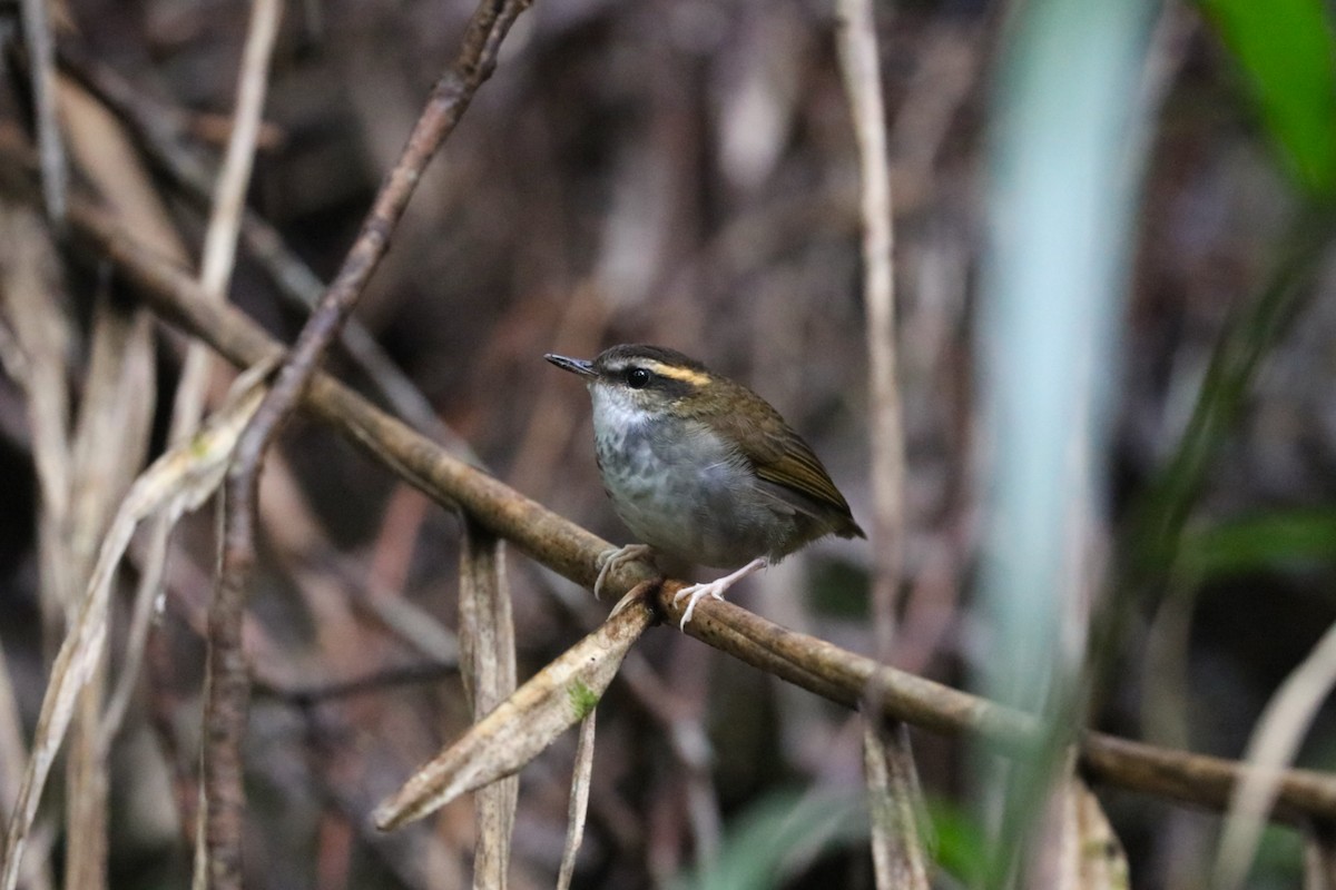 Bornean Stubtail - ML639144281