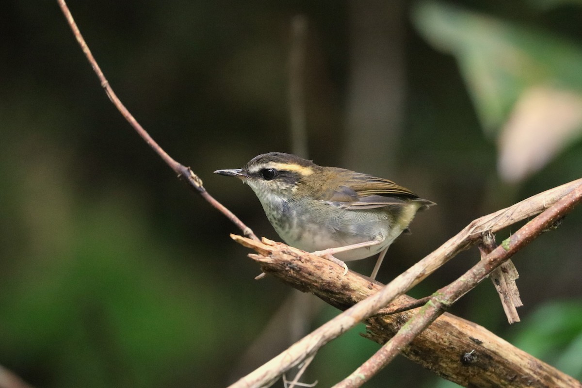 Bornean Stubtail - ML639144282