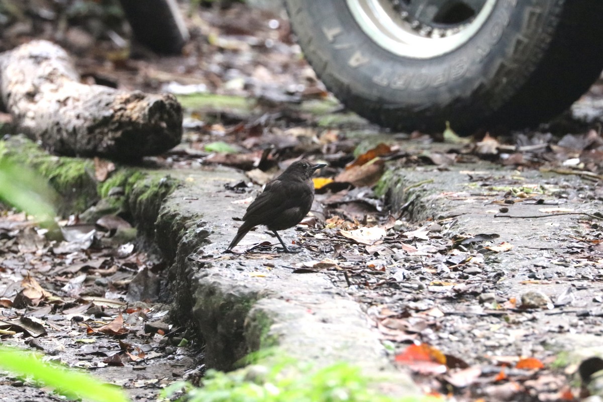 Bornean Whistling-Thrush - ML639144335