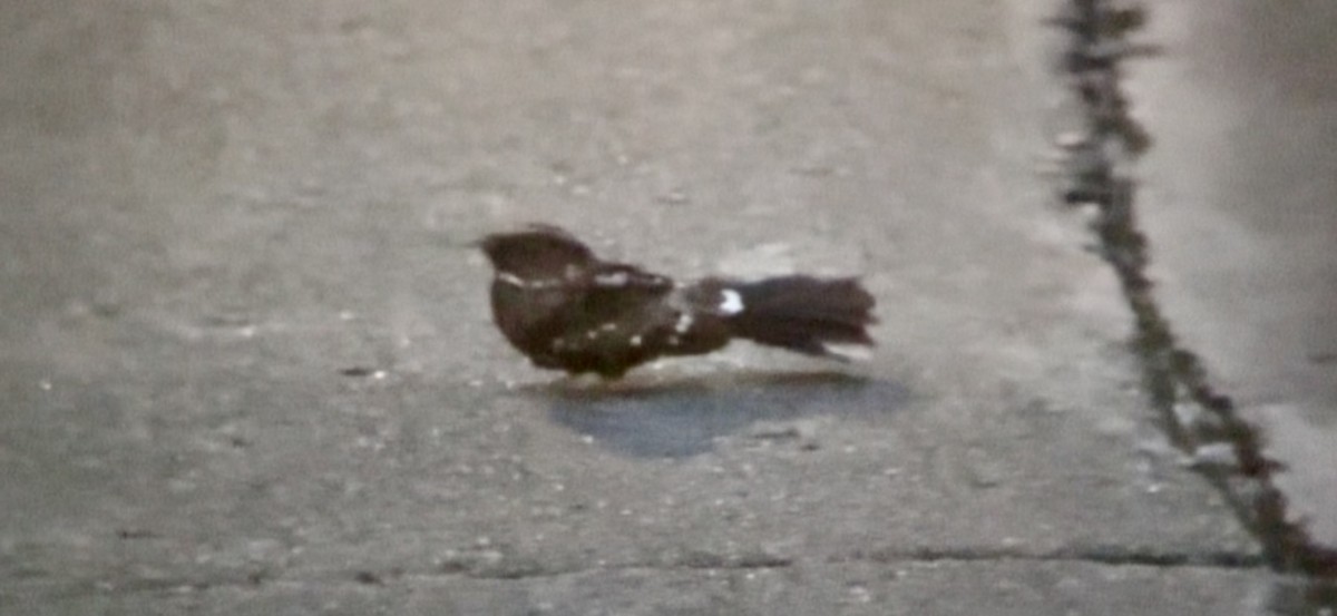 Philippine Nightjar - ML639144349