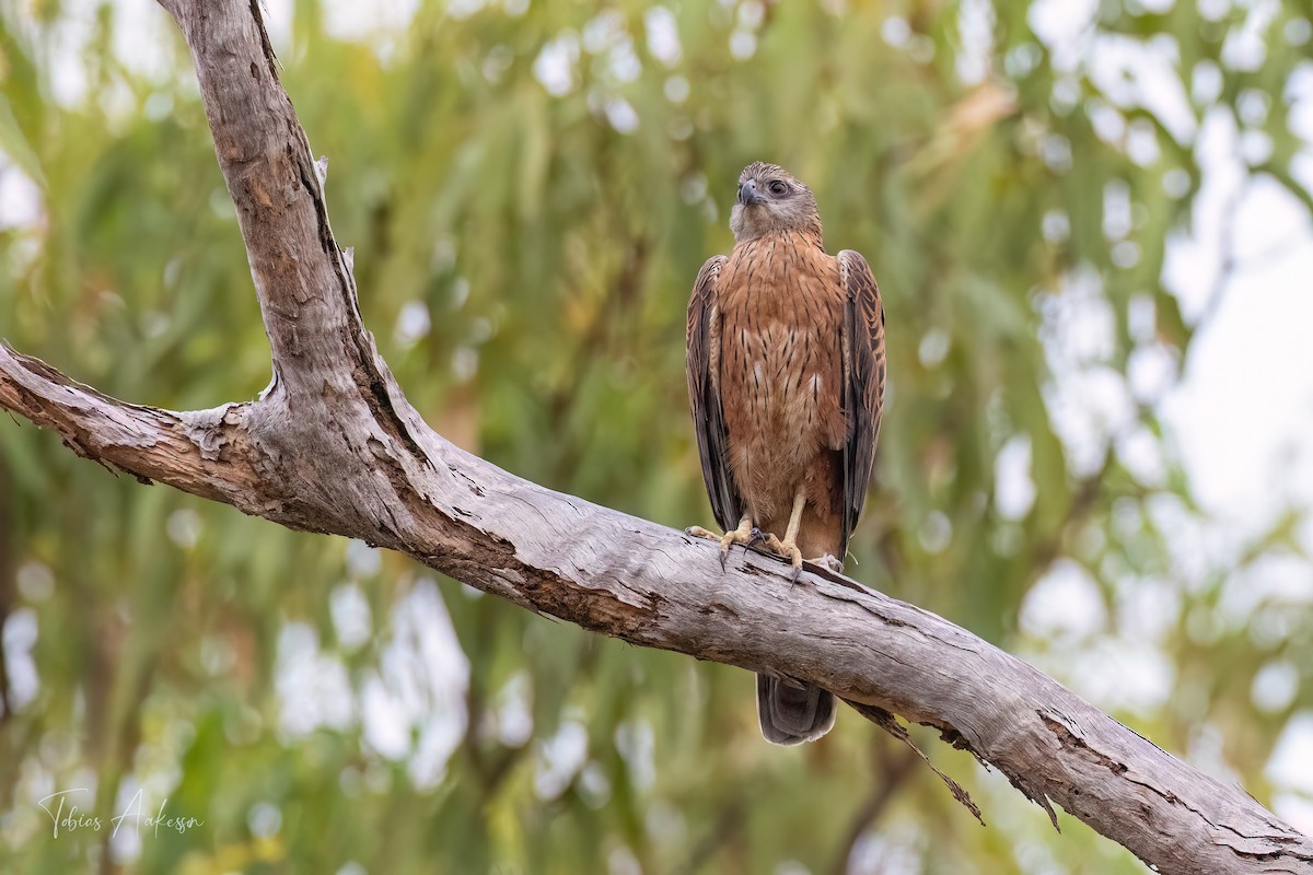 Red Goshawk - ML639144616