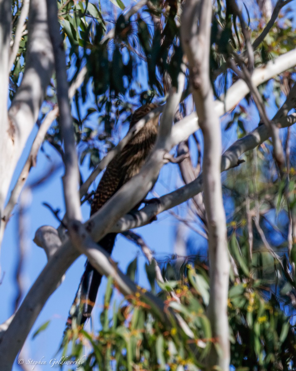Pheasant Coucal - ML639144671