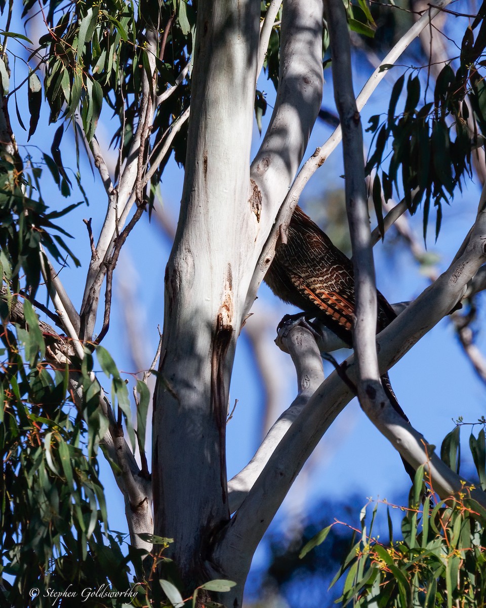 Pheasant Coucal - ML639144672