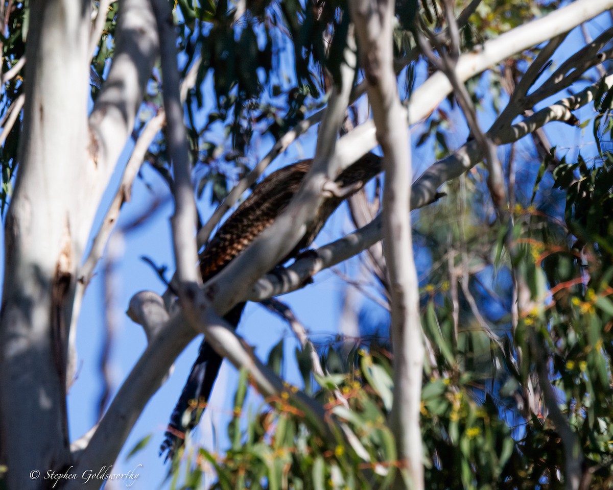 Pheasant Coucal - ML639144673