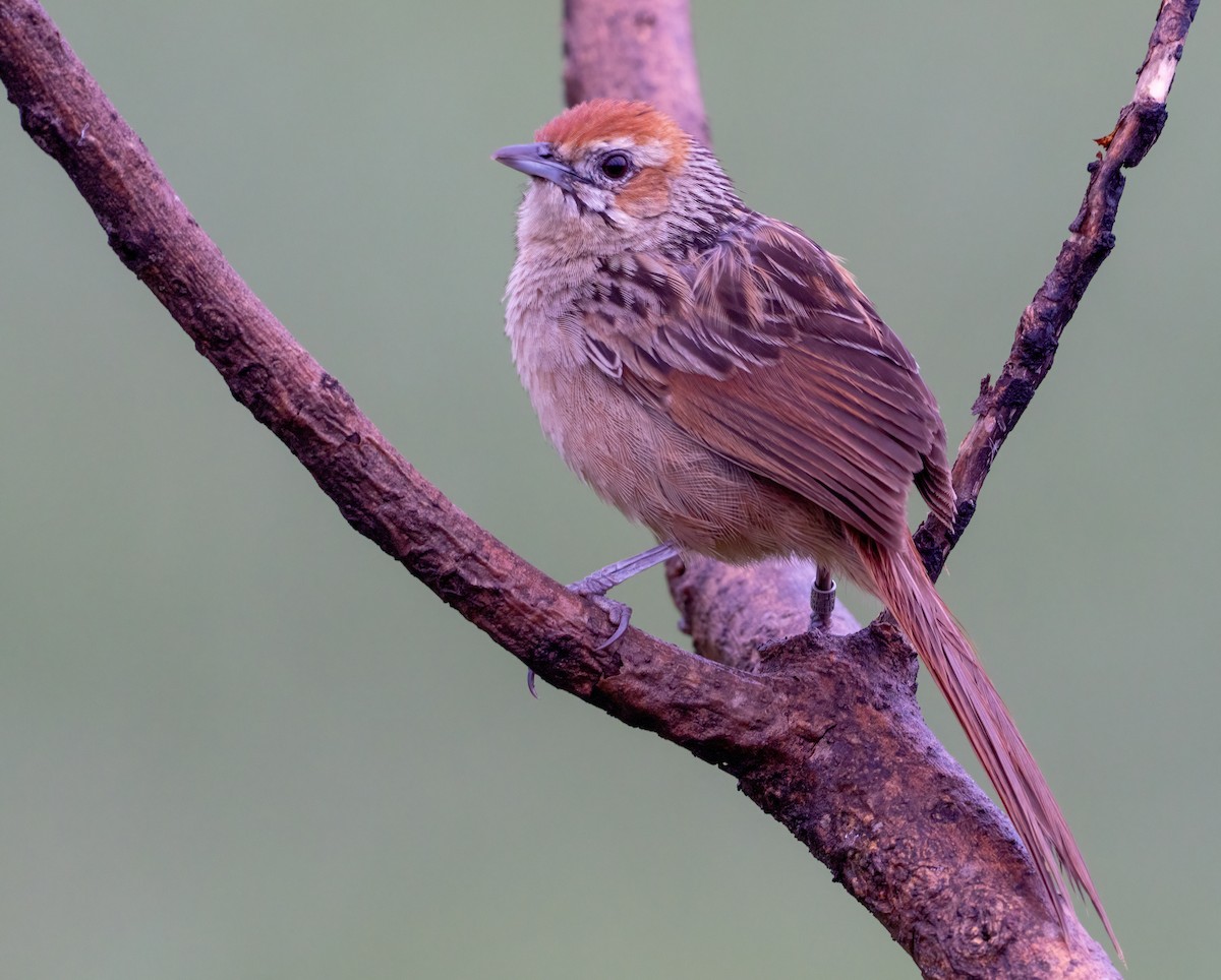 Cape Grassbird - ML639144759