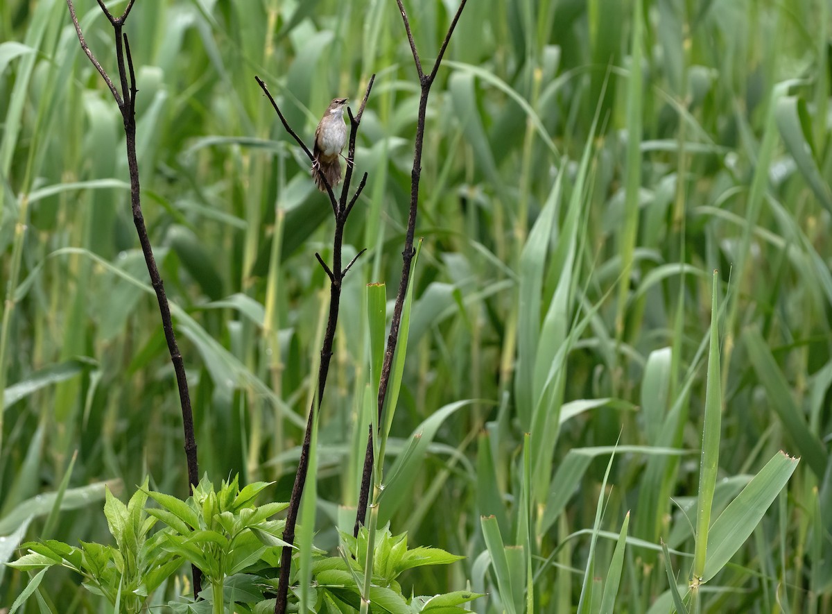 Little Rush Warbler - ML639144761