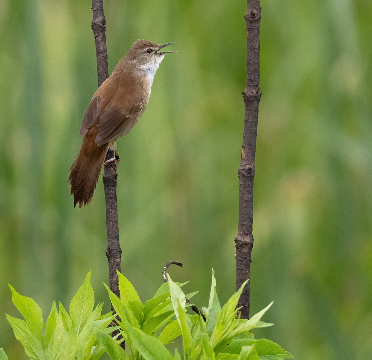 Little Rush Warbler - ML639144766