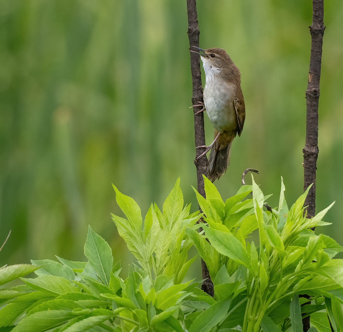 Little Rush Warbler - ML639144767