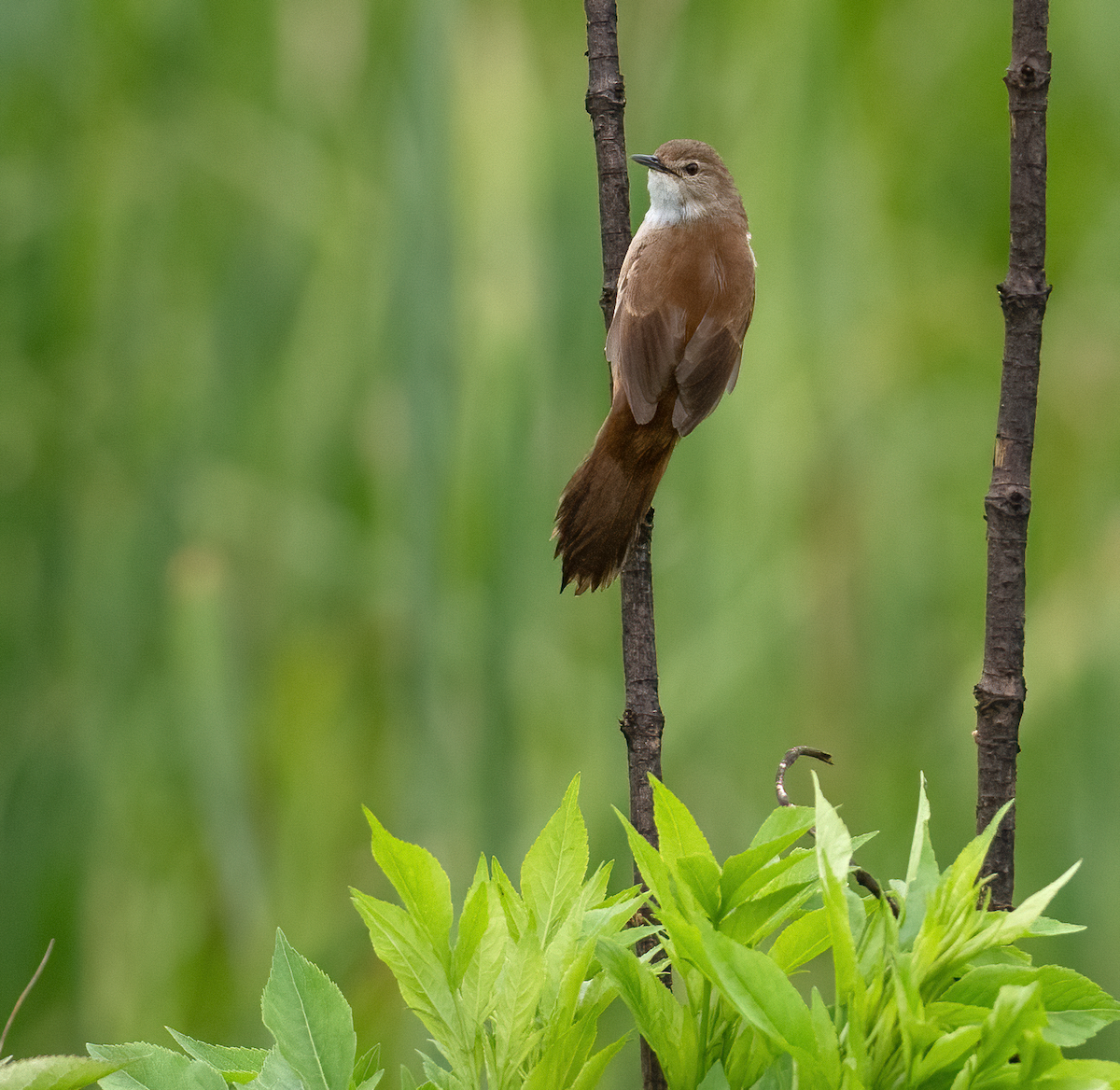 Little Rush Warbler - ML639144768