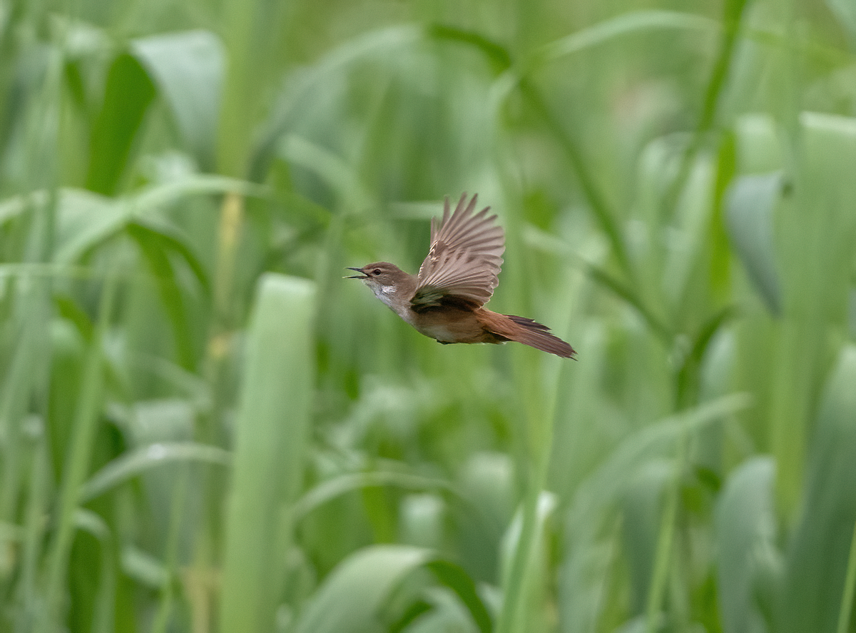Little Rush Warbler - ML639144774