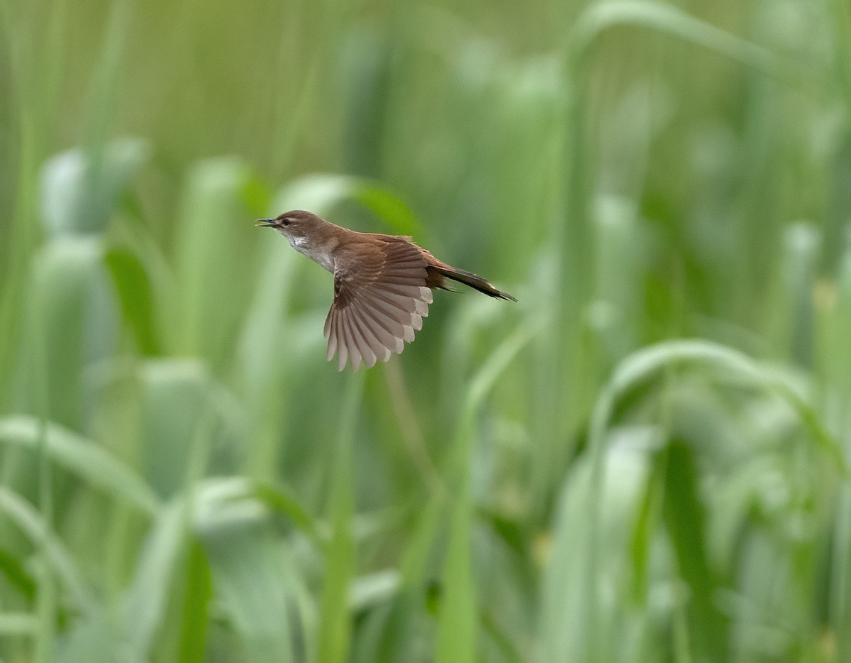 Little Rush Warbler - ML639144775