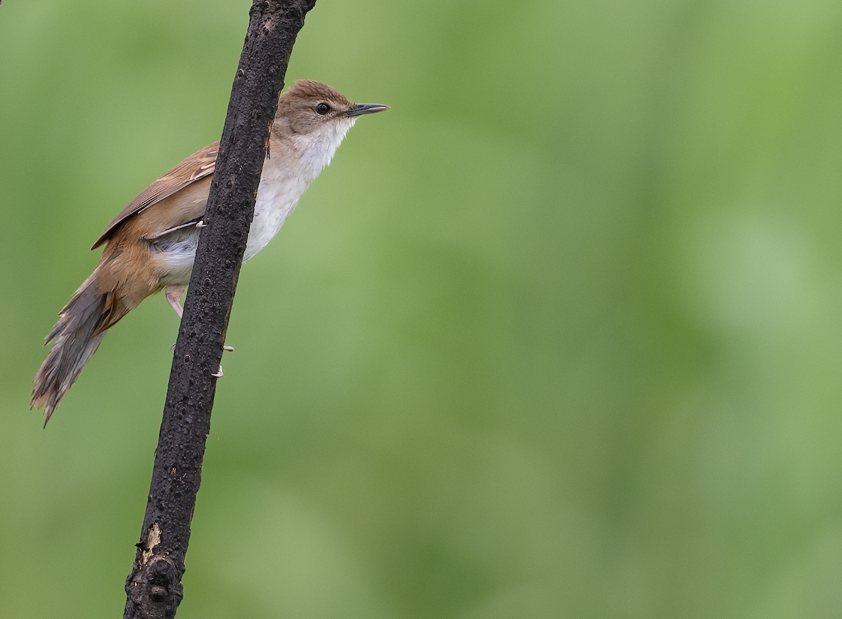 Little Rush Warbler - ML639144777