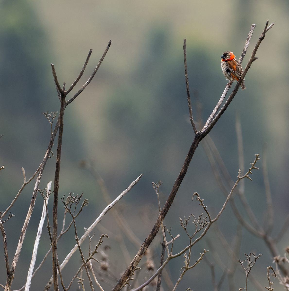 Southern Red Bishop - ML639144780