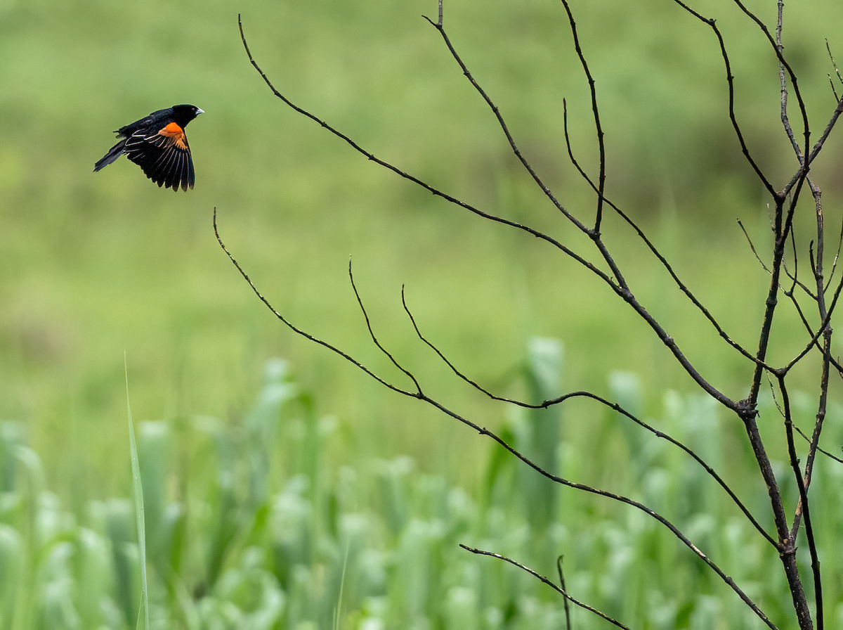 Fan-tailed Widowbird - ML639144787