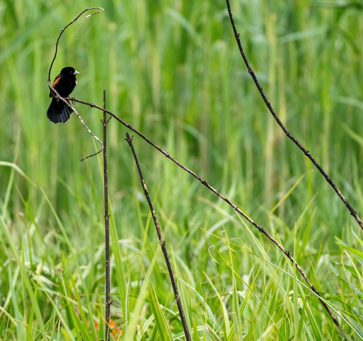 Fan-tailed Widowbird - ML639144792