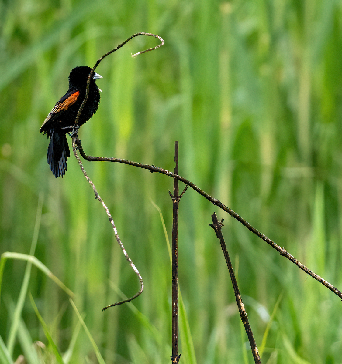 Fan-tailed Widowbird - ML639144795
